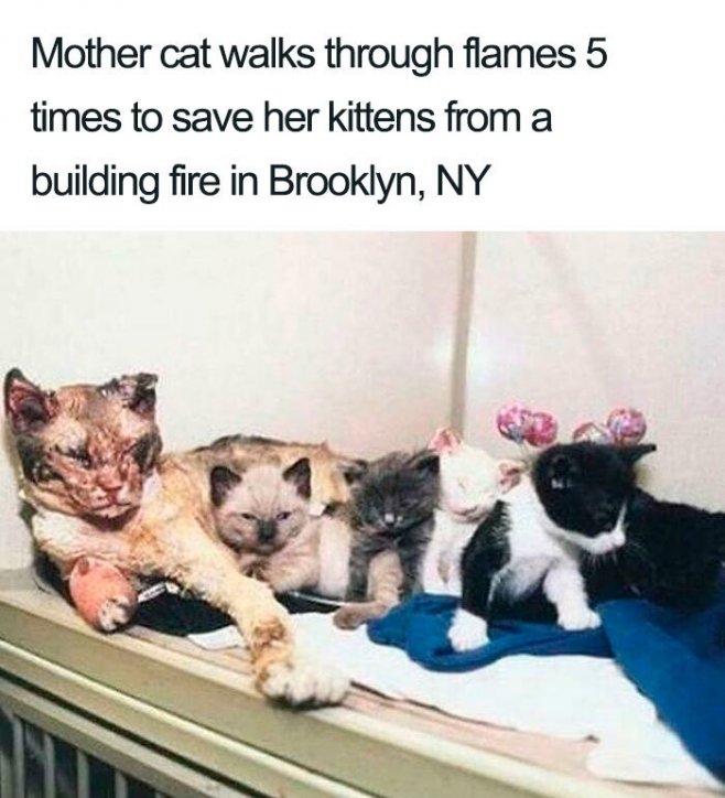 Ce chat héroïque a traversé 5 fois les flammes pour sauver ses petits