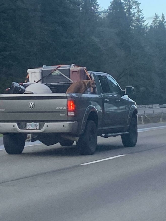 Quelle idée d'installer son chien à l'arrière d'un pickup ?