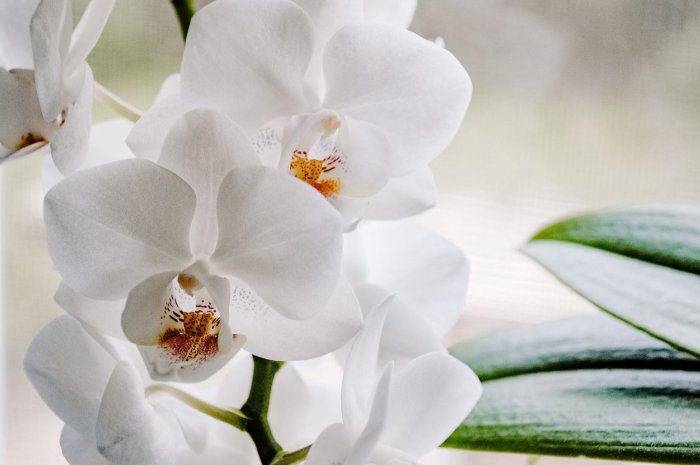 Une orchidée. (illustration / Pixabay)