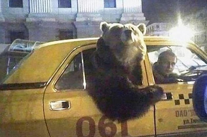 Un ours qui prend le taxi... normal