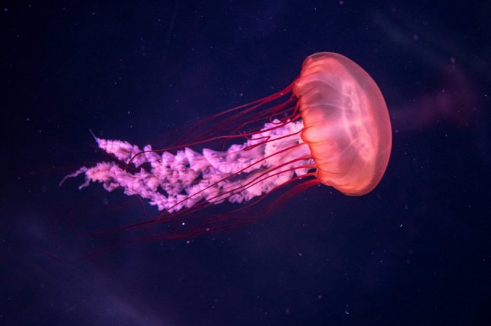 Faut-il vraiment faire pipi sur une piqûre de méduse ?