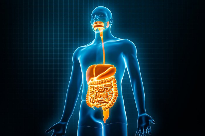 6. Maladies de l'appareil digestif 