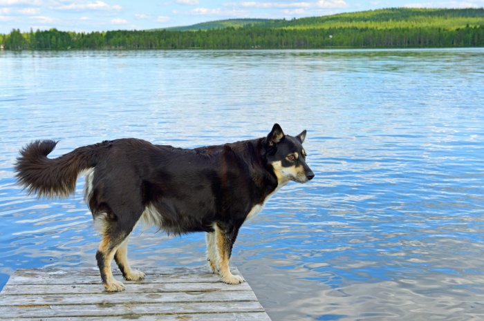 13. Le chien finnois de Laponie