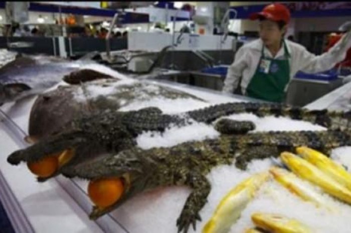 Un crocodile pour le dîner ?