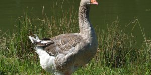 Le foie gras est-il en danger ?
