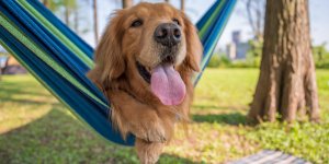 Camping : pouvez-vous y emmener votre chien ?