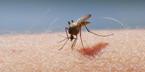 Moustiques, canicule : l’astuce miracle qui vous en protège