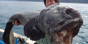 Japon : un monstrueux poisson pêché près de Fukushima