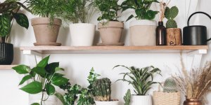Plantes d'intérieur : 7 végétaux qui n'ont pas besoin de la lumière 