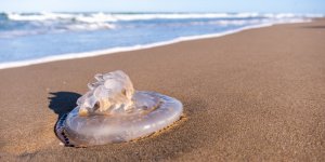 Méduses sur les plages : quels sont les départements déjà concernés ? 