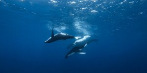 10 lieux dans le monde où observer les baleines