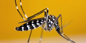 Dengue et chikungunya : les 11 départements en vigilance pourpre