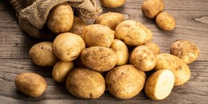 Tartufflo, crompître… quel nom donnait-on à la patate dans votre région au XIXème siècle ?