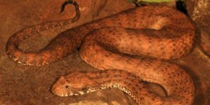 PHOTOS Serpents venimeux, araignées géantes… Toutes ces bêtes effrayantes qui vivent en Australie