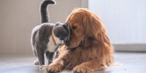 12 races de chiens qui s'entendent bien avec les chats