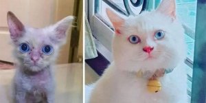 Photos avant/après : découvrez ces minuscules chatons bizarres devenus trop mignons !