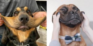 Photos : les visages insolites de ces chiens vont vous faire mourir de rire !