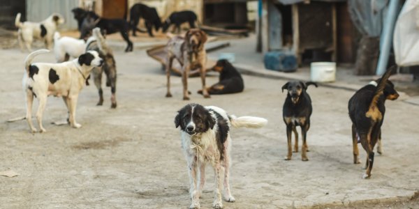 Une touriste française tuée par une meute de chiens errants au Maroc