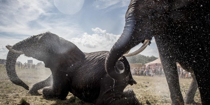 Sanctuaire pour éléphants : une grande première en France !