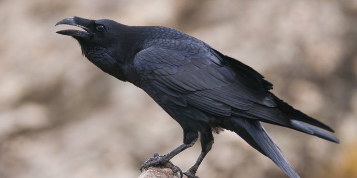 Ce mystérieux corbeau sévit en Normandie... pour égayer votre journée