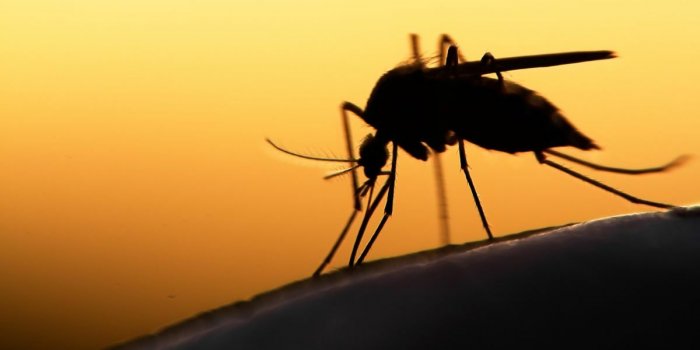 Virus du Nil occidental : tous les d&eacute;partements concern&eacute;s en France depuis 2018