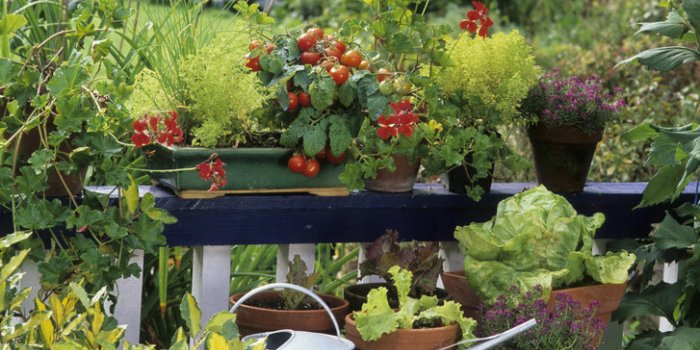 Jardinage : 7 astuces insolites insolites mais &eacute;cologiques