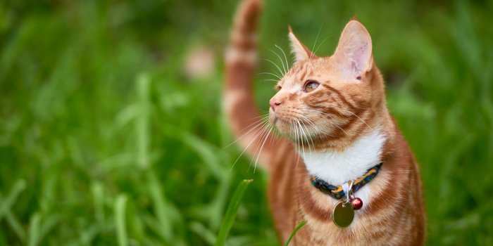 Blaireaux, rapaces... 6 astuces pour prot&eacute;ger votre chat des pr&eacute;dateurs dans votre jardin