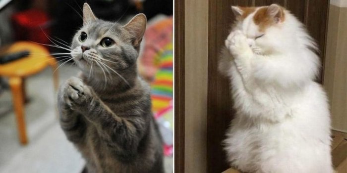 Hilarant : ces chats qui prient... pour de la nourriture !