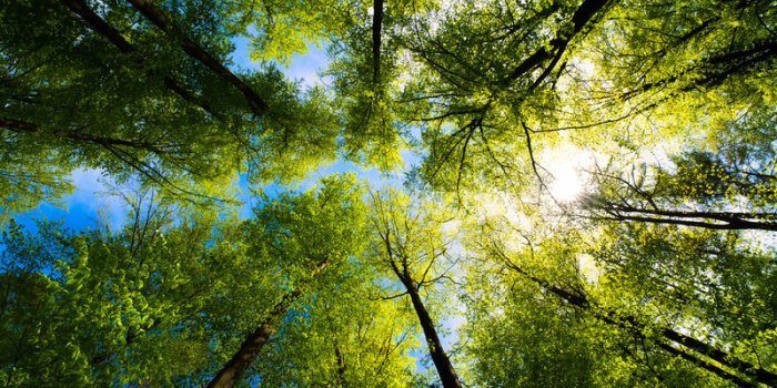 Voici les 19 arbres les plus remarquables de la r&eacute;gion Bretagne 